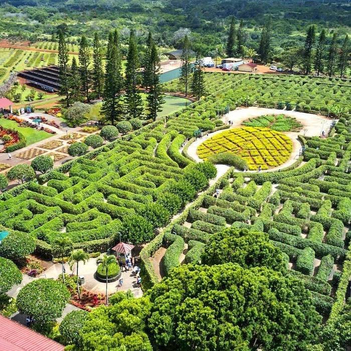 Aerial view of the Dole Plantation garden maze