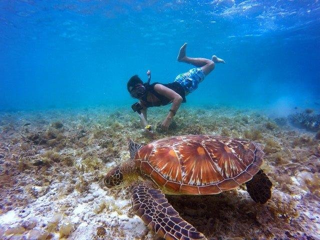 Snorkeler swimming above a green sea turtle