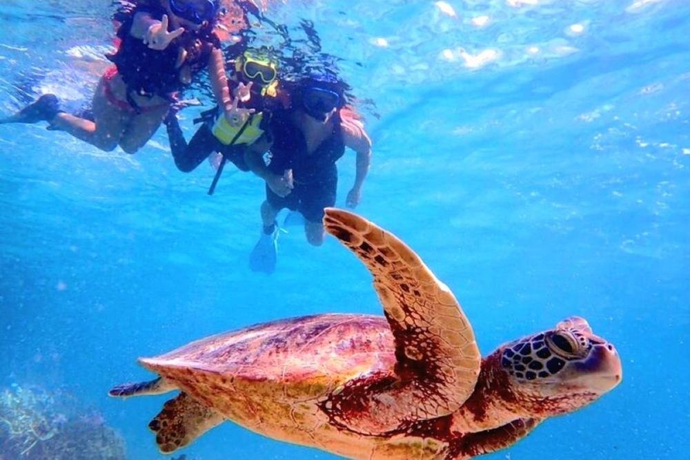 Snorkeler above a green sea turtle